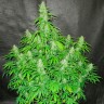 семена конопли курьером Auto Northern Lights feminised Ganja Live Seeds