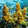 Семена марихуаны Auto Northern Hog feminised Ganja Seeds