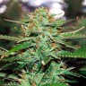 Семена конопли Auto Jack 47 feminised GanjaLiveSeeds