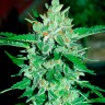 Семена марихуаны Auto Jack 47 feminised GanjaLiveSeeds