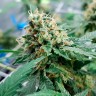 Семена каннабиса Auto Jack 47 feminised GanjaLiveSeeds