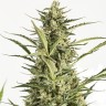 Auto Critical Jack купить недорого