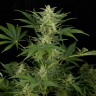семена конопли Auto Critical Jack
