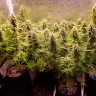 Семена марихуаны Auto Cinderella Jack feminised GanjaLiveSeeds