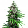 Auto Killer Kush feminised Ganja Live Seeds