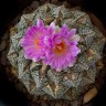 Купить семена кактуса Ariocarpus fissuratus
