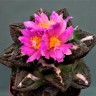 Заказать семена кактуса Ariocarpus fissuratus