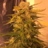 Семена конопли недорого Cream Mandarine feminised Ganja Seeds