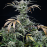 семенам конопли наложенным платежом Auto Tropicana Cookies feminised Ganja Seeds