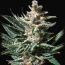лучшие семена конопли Auto Tropicana Cookies feminised Ganja Seeds