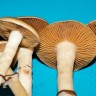 заказать споровый отпечаток Colombian Rust Spore