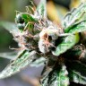 семена конопли интернет магазин Auto Super Skunk feminised Ganja Live Seeds