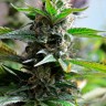 автоцветущие семена конопли Auto Super Skunk feminised Ganja Live Seeds