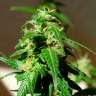 семена сортовой конопли Auto Super Skunk feminised Ganja Live Seeds