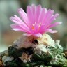 Семена кактусов недорого Ariocarpus fissuratus var. hintonii