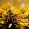 Семена каннабиса Jack 47 feminised Ganja Seeds