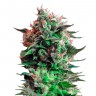 Семена недорого Jack 47 feminised Ganja Seeds