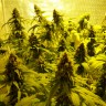 Семена марихуаны оптом Auto Mohan Ram feminised GanjaLiveSeeds
