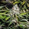семена конопли для посадки купить Auto Tutankhamon feminised Ganja Live Seeds