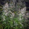 семена конопли курьером Auto Tutankhamon feminised Ganja Live Seeds