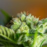 Семена марихуаны оптом Auto Blow Mind feminised Ganja Seeds