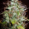 семена конопли Auto Kush feminised Ganja Live Seeds