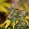 семена конопли автоцветущих сортов Auto Kush feminised Ganja Live Seeds