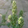 Автоцветущие сорта конопли Auto Blow Mind feminised GanjaLiveSeeds