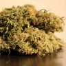 Семена конопли недорого Auto Blow Mind feminised GanjaLiveSeeds
