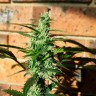 Семена марихуаны недорого Auto Blow Mind feminised GanjaLiveSeeds