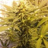 Семена марихуаны Marmalate feminised GanjaLiveSeeds