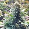 магазин семян конопли Banana Punch feminised Ganja Seeds