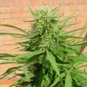 заказать семена конопли Auto Dr. Grinspoon feminised