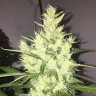 где можно заказать семена конопли Auto Dr. Grinspoon feminised