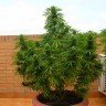 заказать семена конопли автоцвет Auto Dr. Grinspoon feminised