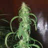 заказать хорошие семена конопли Auto Dr. Grinspoon feminised