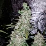 заказать семена конопли курьером Auto Dr. Grinspoon feminised