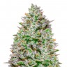 Blue Gelato 41 feminised Ganja Live Seeds
