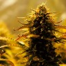 Семена каннабиса Jack 47 feminised Ganja Seeds Fast Version