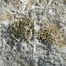 Недорогие семена кактуса Ariocarpus trigonus