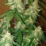 где можно заказать семена конопли LSD feminised