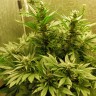 заказ семян конопли Киев Auto White Widow feminised Ganja Live Seeds