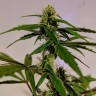 семена конопли элитных сортов Auto White Widow feminised Ganja Live Seeds