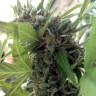 автоцветущие семена конопли Girl Scout Cookies