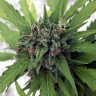 феминизированные семена конопли Auto Girl Scout Cookies feminised Ganja Live Seeds