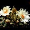 Семена кактусов Ariocarpus MIX