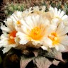 Недорогие семена кактусов Ariocarpus MIX