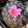 Семена Ariocarpus MIX