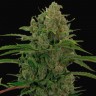 семена конопли Auto Critical Kush feminised