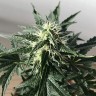 Auto Royal Kush feminised Ganja Seeds семена марихуаны
